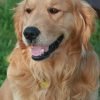 Golden retriever, cão de porte grande e pelo dourado