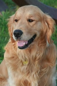 Golden retriever, cão de porte grande e pelo dourado