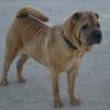 Shar pei, cão de pele enrugada