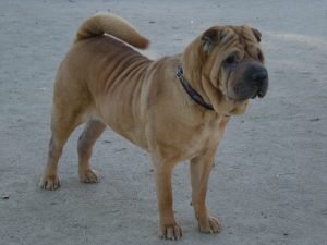 Shar pei, cão de pele enrugada