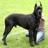Dogue alemão (great dane), um dos maiores cães do mundo