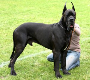 Dogue alemão (great dane), um dos maiores cães do mundo
