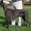 Galgo inglês (greyhound), cão corredor de corpo magro
