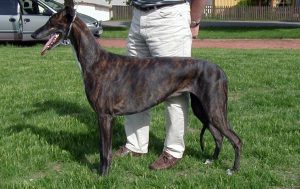 Galgo inglês (greyhound), cão corredor de corpo magro