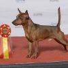 Pinscher miniatura, cão pequeno e ativo