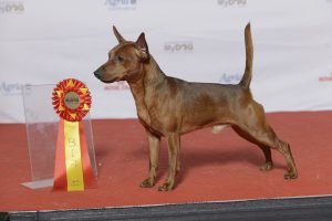 Pinscher miniatura, cão pequeno e ativo