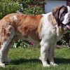 São-bernardo, cão gigante de resgate
