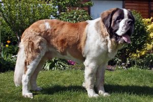 São-bernardo, cão gigante de resgate