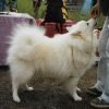 Spitz alemão, conhecido como Lulu da Pomerânia