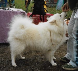 Spitz alemão, conhecido como Lulu da Pomerânia