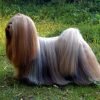 Lhasa apso, cão de pelo longo