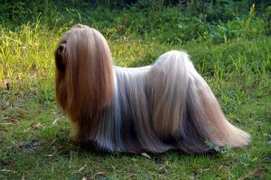 Lhasa apso, cão de pelo longo