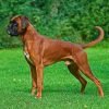 Boxer, cão musculoso de focinho curto