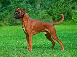 Boxer, cão musculoso de focinho curto