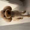 Poodle, raça de cão inteligente de pelo cacheado