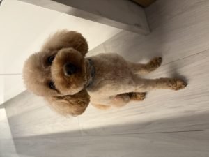Poodle, raça de cão inteligente de pelo cacheado