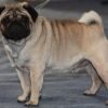 Pug, cão de focinho curto e dobras no rosto