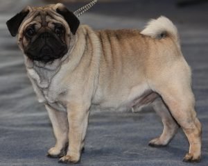 Pug, cão de focinho curto e dobras no rosto