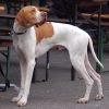 Pointer inglês, cão de caça atlético
