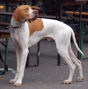 Pointer inglês, cão de caça atlético