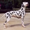 Dálmata, cão branco de pintas pretas