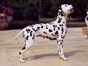 Dálmata, cão branco de pintas pretas