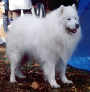 Samoieda, cão branco de pelo denso e sorriso característico
