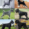 Schnauzer, cão de barba e sobrancelhas marcantes