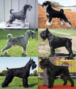 Schnauzer, cão de barba e sobrancelhas marcantes