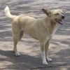 Cão vira-lata (sem raça definida)