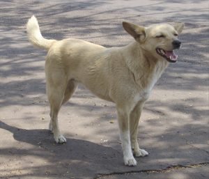 Cão vira-lata (sem raça definida)