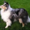 Pastor de Shetland, o sheltie, parecido com um collie pequeno