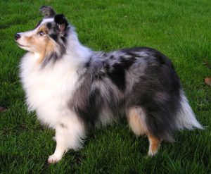 Pastor de Shetland, o sheltie, parecido com um collie pequeno