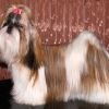 Shih tzu, cão pequeno de pelo longo