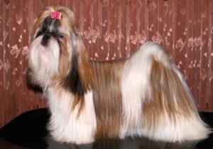 Shih tzu, cão pequeno de pelo longo