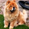 Chow chow, cão de pelo abundante e língua azulada