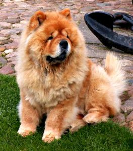Chow chow, cão de pelo abundante e língua azulada