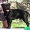 Staffordshire bull terrier, cão musculoso de porte médio