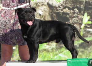 Staffordshire bull terrier, cão musculoso de porte médio