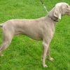 Weimaraner, cão cinza de olhos claros