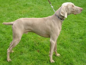 Weimaraner, cão cinza de olhos claros