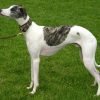 Whippet, cão corredor de corpo magro