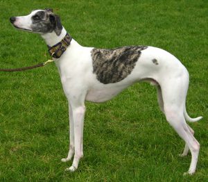 Whippet, cão corredor de corpo magro