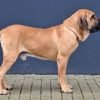Fila brasileiro, cão de guarda de grande porte