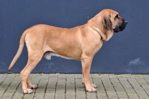 Fila brasileiro, cão de guarda de grande porte