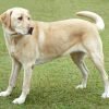 Labrador retriever, cão de porte grande