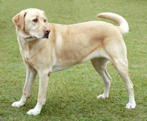 Labrador retriever, cão de porte grande