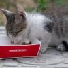 Alimentação do gato filhote: o que oferecer em cada fase