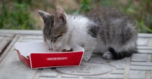 Alimentação do gato filhote: o que oferecer em cada fase