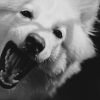Como tirar tártaro de cachorro: o que funciona e o que evitar